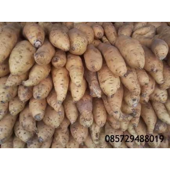 Ubi Madu Cilembu / Sweet Potato
