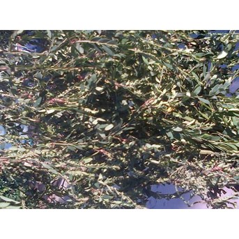 MENIRAN ~ Meniran ~ stonebreaker ~ small gooseberry ~ Phyllanthus niruri L. * * SMS= + 62858-763-89979 * * SMS= + 6281-32622-0589 * * SMS= + 6281-901-389-117 * * Nurida479@ yahoo.com