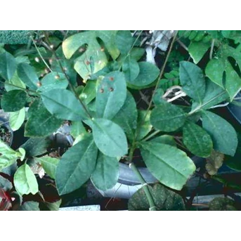 Panicled fameflower root~ INDONESIAN= SOM JAWA ~ Sayur Som Jawa ~ Talinum paniculatum ( jacq.) Gaertn. * SMS= + 6281-32622-0589 * SMS= + 628783-1993-208 * SMS= + 62896-1706-1848 * Dipokusumo01@ yahoo.com