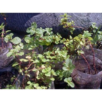 TEH DAUN MINT- PEPERMIN ( MenthaPiperita) Indonesian= Daun Mint ( Mentha piperita ) Sedia Jual Daun MINT segar minimal 3 kg * * SMS= + 62858-7638-9979 * * SMS= + 6281-901-389-117 * * SMS= + 6281-32622-0589 * * Email= Nurida479@ yahoo.com
