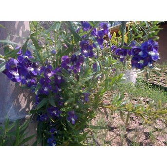 TANAMAN LAVENDER~ Lavender ~ Lavandula angustifolia Mill.~ Indonesian Lavender ~ Common lavender, Lavender, True lavender * * SMS= + 62858-763-89979 * * SMS= + 6281-32622-0589 * * SMS= + 628783-1993-20 8 * * SMS= + 62896-1706-1848 * * nurida479@ yahoo.com