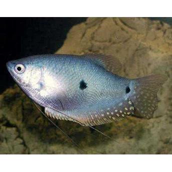 Freshwater Tropical Fish Wholesale