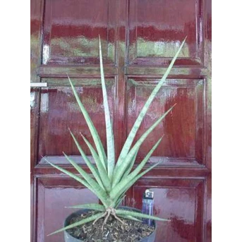Sansevieria lady charm 3