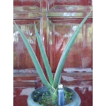 Sansevieria Robusta & Robusta Drk Green Clone