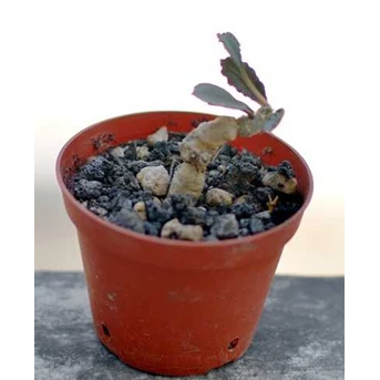 Euphorbia parvicyathopora