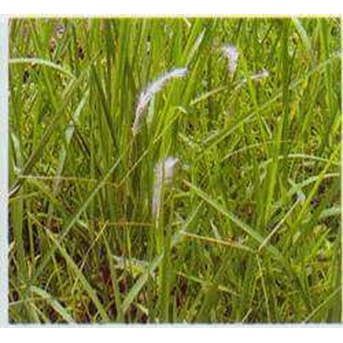 ALANG ALANG~ Cogon grass, satintail, ~ Blady grass ~ Imperata cylindrica ( L.) Beauv. ~ Indonesian Ilalang, alang-alang ~ eurih ~ ambengan ~ Kogon Grass...~ Bai mao gen ~ chigaya. * * SMS= + 6285876389979 * * SMS= + 6281326220589 * * SMS= + 6287831993208