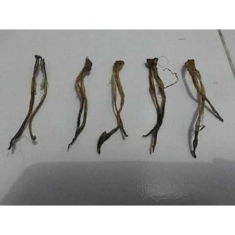 Tangkur cobra