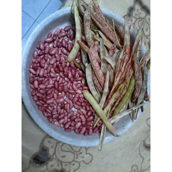 KIDNEY BEAN ~ Phaseolus vulgaris L. ~ Indonesian Kacang merah. ~ Azuki bean ~ Kidney beans* * SMS= + 6285876389979 * * SMS= + 6281901389117 * * SMS= + 6281326220589 * * Nurida479@ yahoo.com