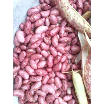 BIJI KACANG MERAH ~ Kidney beans ~ Phaseolus vulgaris L. ~ Indonesia: Kacang merah, ucet, ucet merah ~ Azuki bean * * SMS= + 6285876389979 * * SMS= + 6281901389117 * * SMS= + 6281326220589 * * BudimanBagus@ rocketmail.com