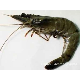 Udang Vannamei size 80