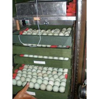 Penetas Telur 1000 Butir Full Otomatis | Alat Tetas Telur Peternakan
