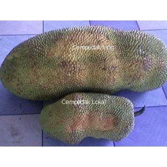 Cempedak King