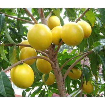 Bibit Pohon Abiu Sawo Australia