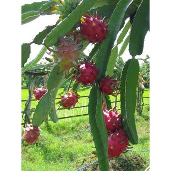 Bibit Pohon Buah Naga Super Red
