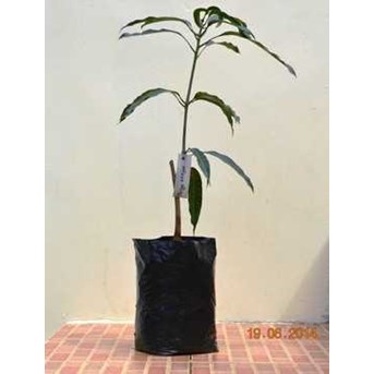Bibit Pohon Mangga Koniyom