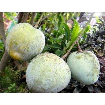 Bibit Pohon Mangga Kelapa