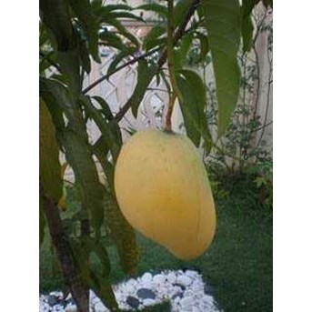 Bibit Pohon Mangga Pelangi Mahachanok