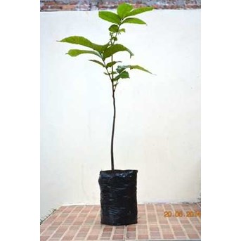 Bibit Pohon Matoa