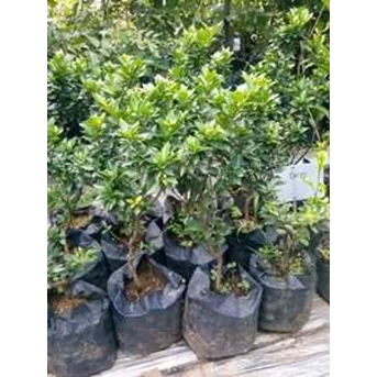 Jeruk Swiss / Jeruk Keprok Brazil