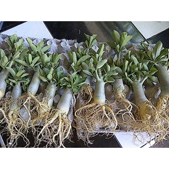 seedling thaisoco