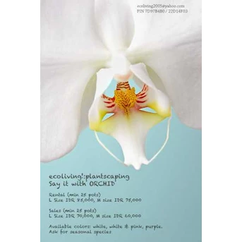 Phalaenopsis ( Orchid) Sales and Rental