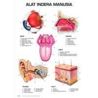 Carta, Alat Indera Manusia