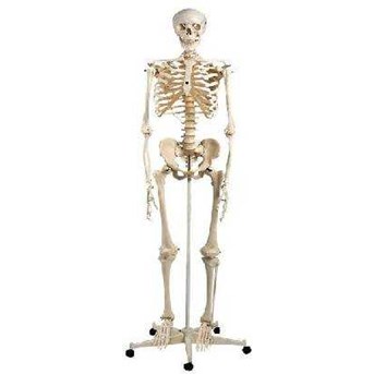 TORSO Kerangka Manusia