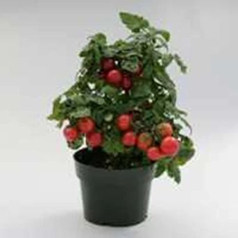 Benih Bunga Tanaman Hias Tomat Ceri Merah Kecil Cocok Untuk Hiasan dan Konsumsi Makanan