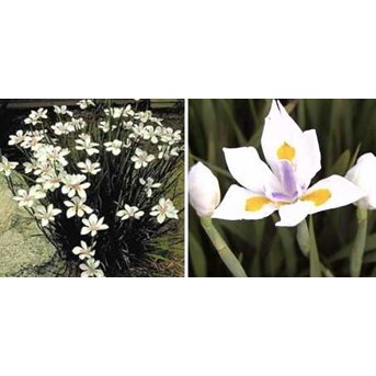 Benih Bunga Tanaman Hias Fortnight Lily Bunga Lili Mirip Iris