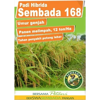 Benih padi Hibrida Sembada 168