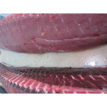 Ikan Tuna