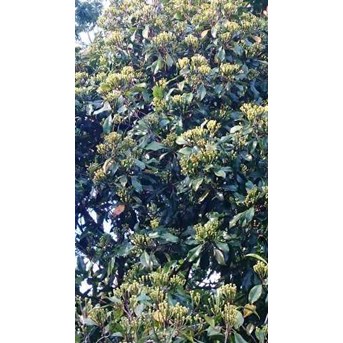 Sell clove seeds from Tana toraja Indonesia