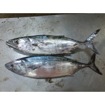Ikan TongkoL Aluran