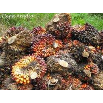 CPO/Crude Palm Oil