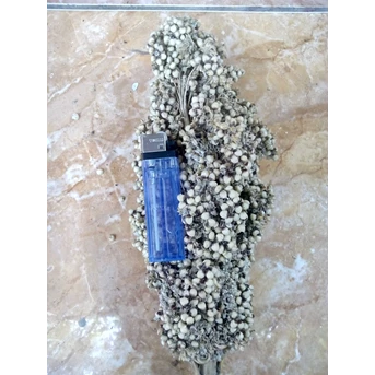 Sorghum Sorgum