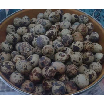 Telur Puyuh Segar
