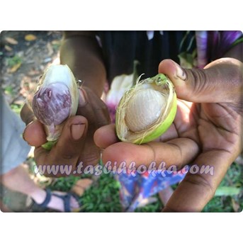 Buah Pinang Segar / Basah