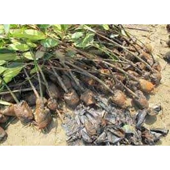 Bibit Bakau