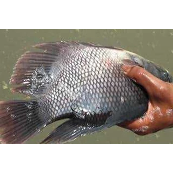 Ikan gurame segar