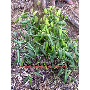 Bibit Lada Anjar