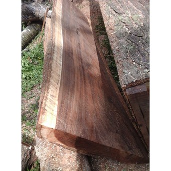 Kayu Suar/Trembesi