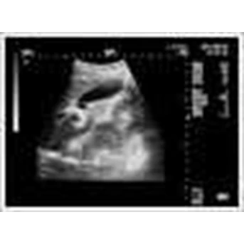 ultrasonografi hewan-3