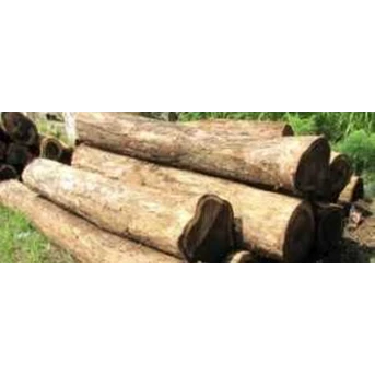 Kayu Sonokeling