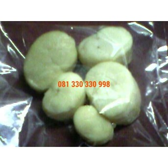 Scallop Kerang Kampak Surabaya