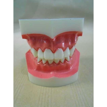 Patung Gigi Dental Study Model A18