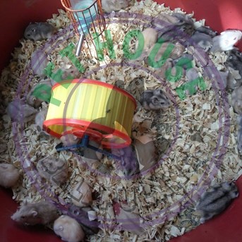 Peternak Hamster