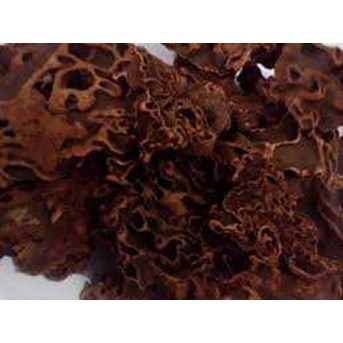 Sarang Semut Asli Papua Irisan 100 gram Fira Papua Mampang Prapatan