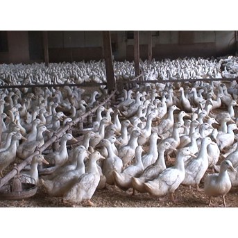 bebek itik peking potong Makassar Sulawesi Selatan