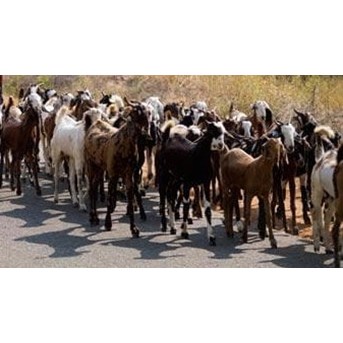 kambing makassar luwu timur sulawesi selatan
