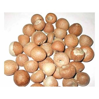 Sell Betel Nut from Tana toraja Indonesia